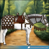 Horse Color:Chestnut Appaloosa 