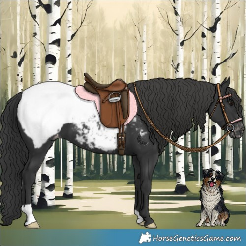 Horse Color:Black Appaloosa 