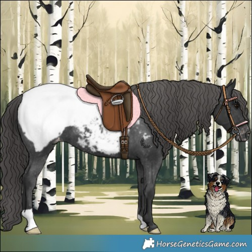 Horse Color:Black Appaloosa 