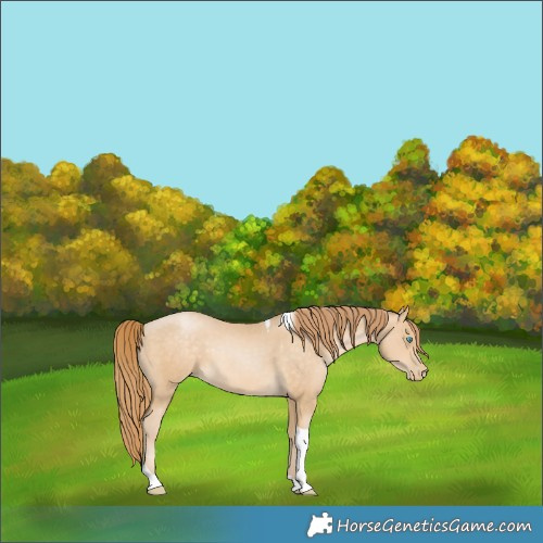 Horse Color:Buckskin Pearl Tobiano 