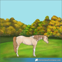 Horse Color:Buckskin Pearl Tobiano 