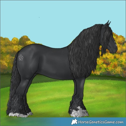 Horse Color:Black 