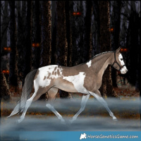 Horse Color:Brown Dun Splash Tobiano Appaloosa Rabicano 