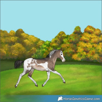 Horse Color:Brown Dun Splash Tobiano Appaloosa Rabicano 