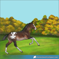 Horse Color:Bay Splash Tobiano Blanket Rabicano 
