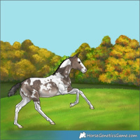 Horse Color:White Spotted Brown Dun Splash Tobiano Appaloosa Rabicano