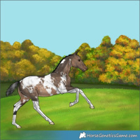 Horse Color:White Spotted Brown Dun Tobiano Snowcap Rabicano 