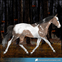 Horse Color:White Spotted Bay Dun Splash Tobiano Snowcap Rabicano 