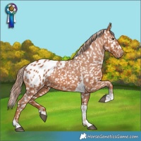 Horse Color:Chestnut Tobiano Blanket