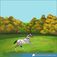 Horse Color:White Spotted Brown Tobiano Near Leopard Rabicano 