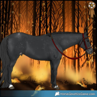 Horse Color:Black Appaloosa