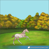 Horse Color:White Spotted Bay Pearl Dun Tobiano Blanket Rabicano 