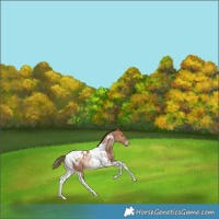 Horse Color:Bay Pearl Tobiano Blanket Rabicano 