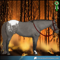 Horse Color:Grullo Snowcap 