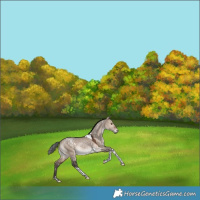 Horse Color:White Spotted Bay Dun Tobiano Rabicano 