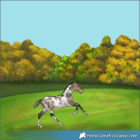 Horse Color:White Spotted Bay Dun Rabicano 