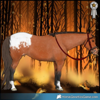 Horse Color:Bay Appaloosa