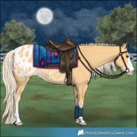 Horse Color:Palomino Appaloosa
