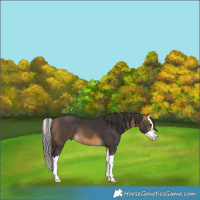 Horse Color:Buckskin Splash 
