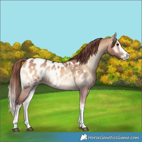 Horse Color:Chocolate Bay Onyx Splash Near Leopard 