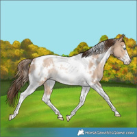 Horse Color:White Spotted Bay Snowdrop Pearl Dun Tobiano Frame Varnish Rabicano 