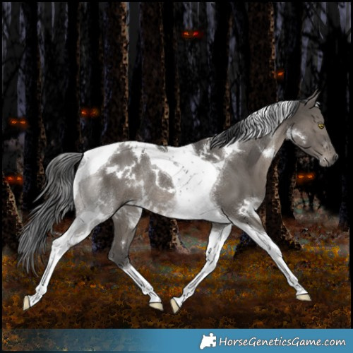 Horse Color:White Spotted Grullo Tobiano Rabicano 