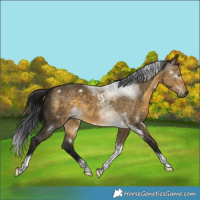 Horse Color:Gray White Spotted Buckskin Dun Tobiano Rabicano 