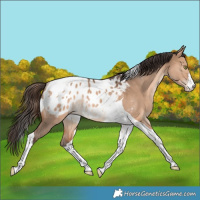 Horse Color:White Spotted Bay Dun Tobiano Appaloosa Rabicano 