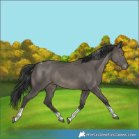 Horse Color:Grullo Tobiano Varnish Rabicano 