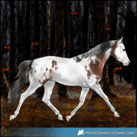 Horse Color:White Spotted Brown Splash Tobiano Appaloosa Rabicano 