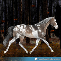 Horse Color:White Spotted Brown Dun Splash Tobiano Blanket Rabicano 