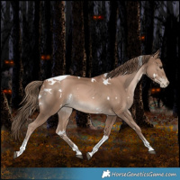 Horse Color:White Spotted Black Pearl Tobiano Rabicano 