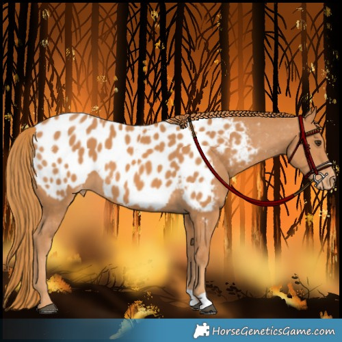 Horse Color:Chestnut Near Leopard 