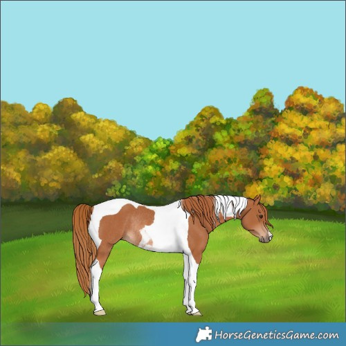 Horse Color:Chestnut Tobiano Rabicano 
