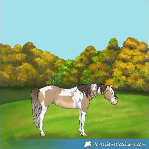 Horse Color:Amber Cream Champagne Splash Tobiano 