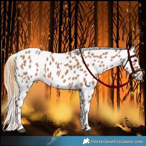 Horse Color:Red Dun Leopard 