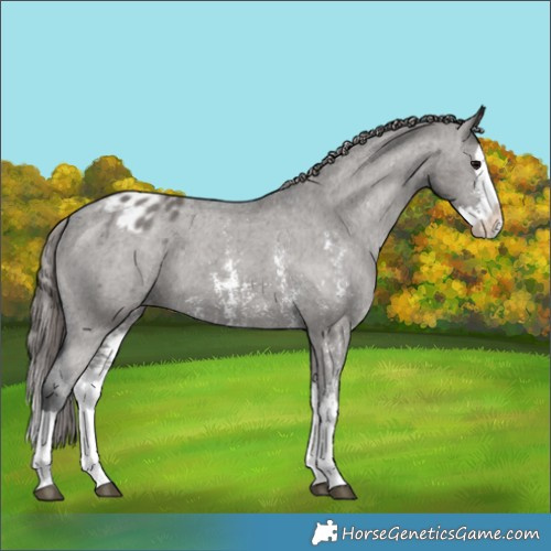 Horse Color:Grullo Sabino Splash Blanket 