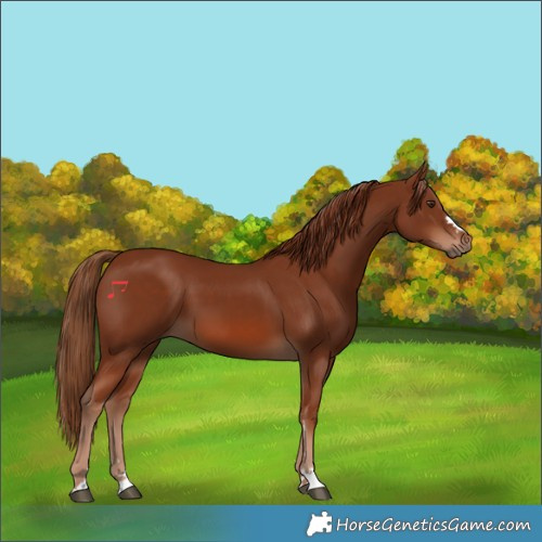 Horse Color:Chestnut 