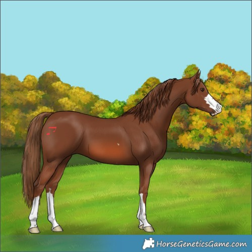 Horse Color:Chestnut 