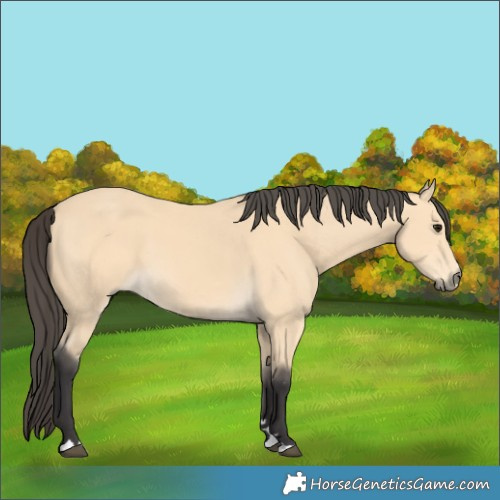 Horse Color:Buckskin 