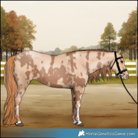 Horse Color:Black Pearl Rabicano  and Classic Champagne Pearl Rabicano 