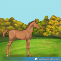 Horse Color:Chestnut 