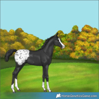 Horse Color:Black Splash Appaloosa 
