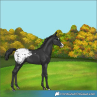 Horse Color:Black Splash Appaloosa