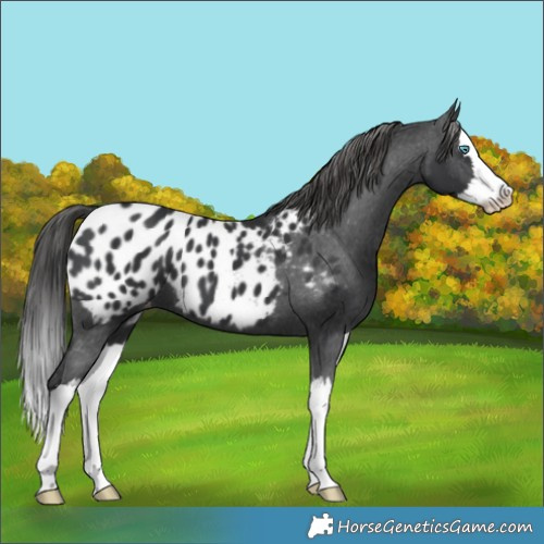 Horse Color:Black Splash Appaloosa 