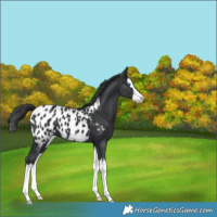 Horse Color:Black Splash Appaloosa 