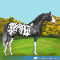 Horse Color:Black Splash Near Leopard