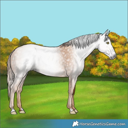 Horse Color:Gray Gold Champagne 