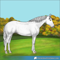 Horse Color:Gray Gold Champagne 