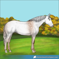 Horse Color:Gray Gold Champagne 